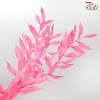 Dry Ruscus - Neon Pink (Per Bunch)-Neon Pink-China-prflorist.com.my