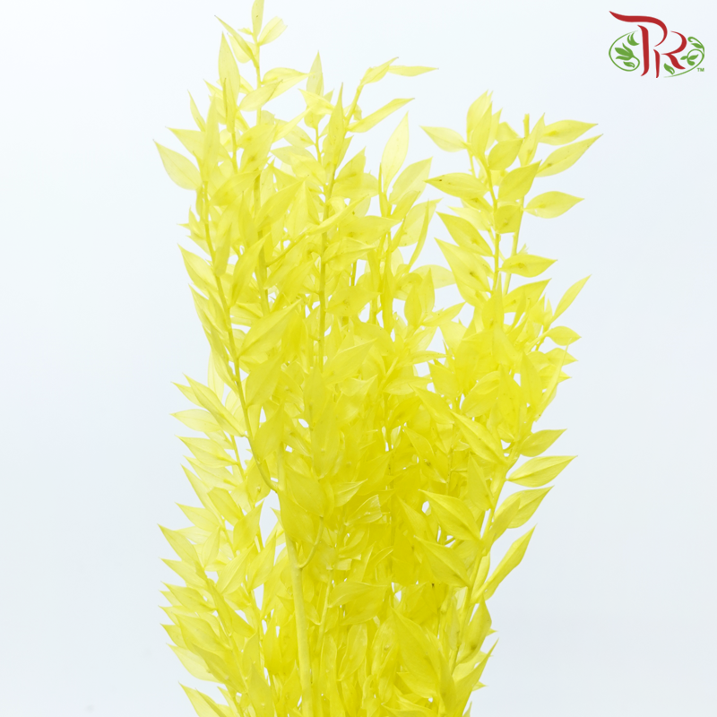 Dry Ruscus