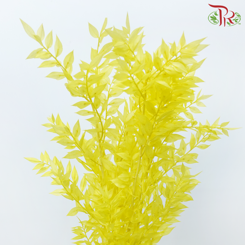 Dry Ruscus