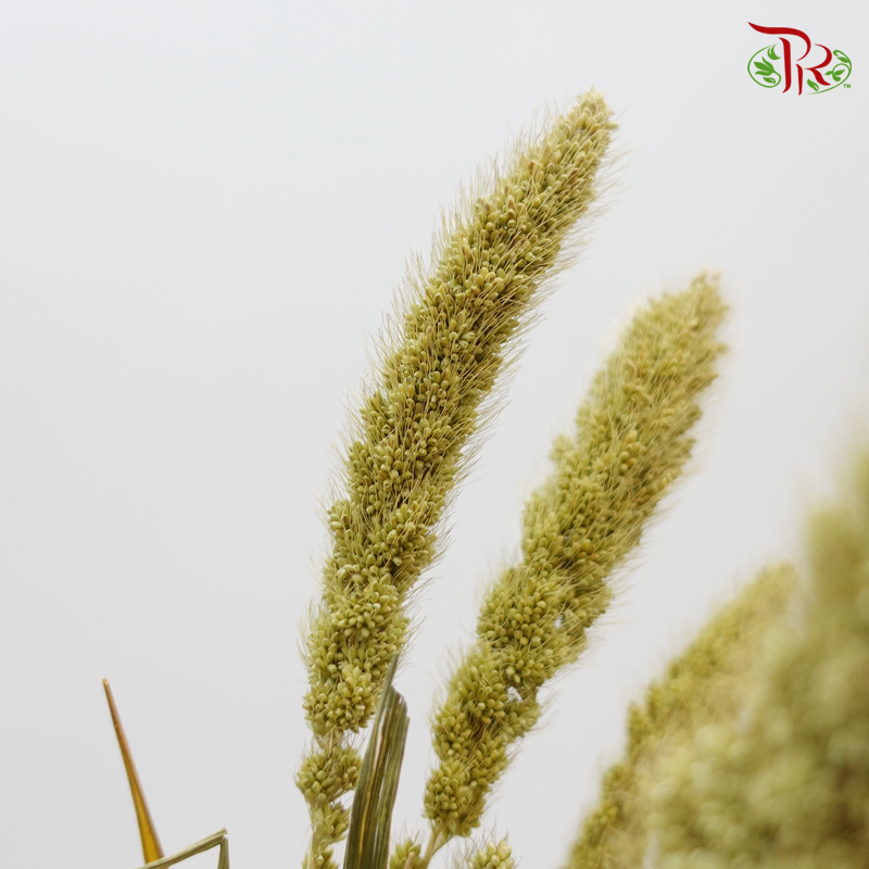 Dry Setaria Natural-Green-Japan-prflorist.com.my