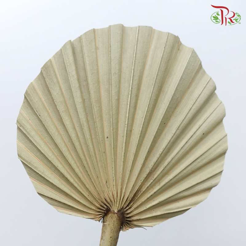 Dry Spear Palm (5 Stems)-Import-prflorist.com.my
