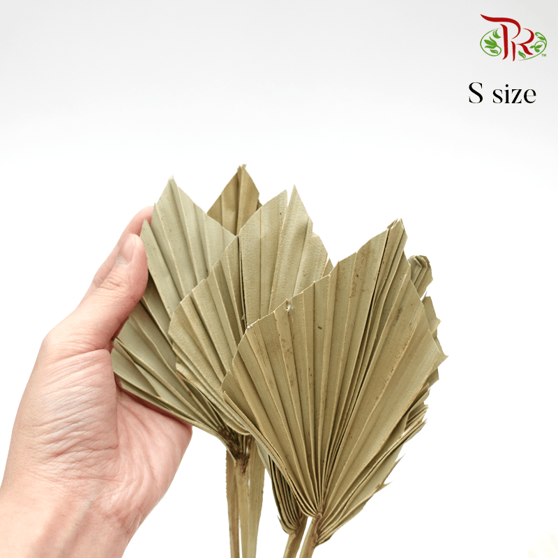 Dry Spear Palm Natural (M/S size) 5 Stems-S size-Pudu Ria Florist-prflorist.com.my