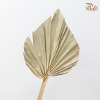 Dry Spear Palm - S (5 Stems)-China-prflorist.com.my
