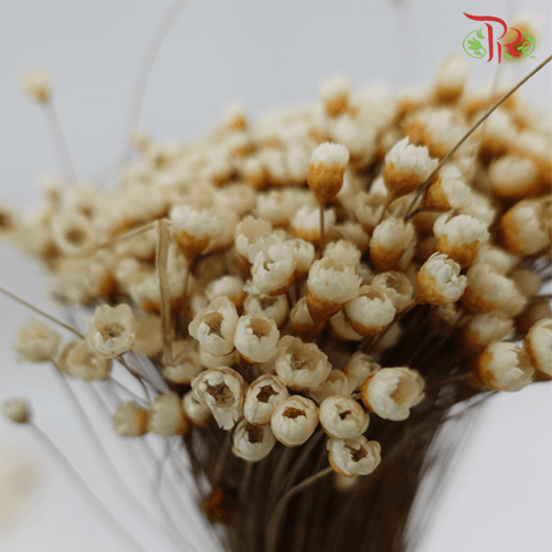 Dry Star Flower-Import-prflorist.com.my