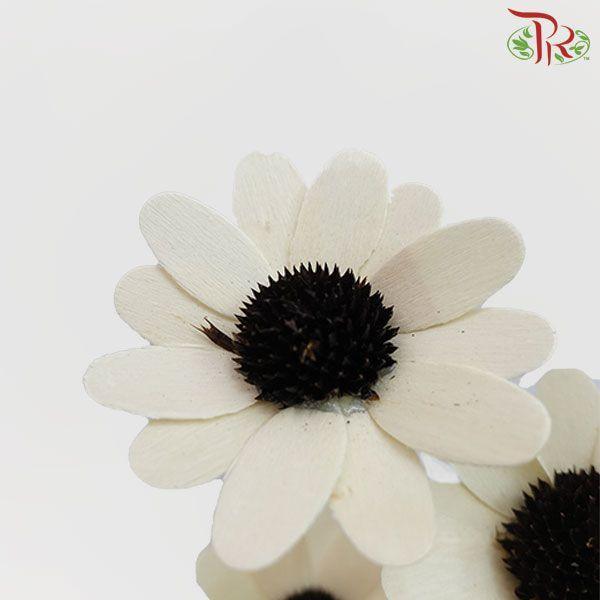 Dry Stella Luna - (3 Stems)-White-China-prflorist.com.my