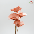 Dry Stella Luna - Peach Pink (Per Bunch)-Pink-Italy-prflorist.com.my