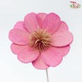 Dry Stella Luna - Pink (Per Bunch)-Pink-Italy-prflorist.com.my