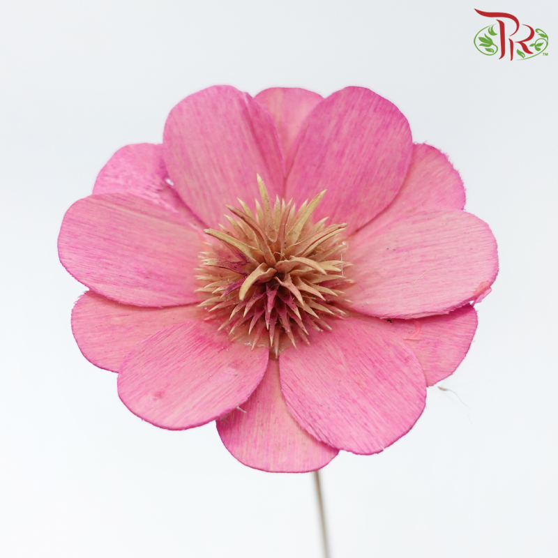 Dry Stella Luna - Pink (Per Bunch)-Pink-Italy-prflorist.com.my