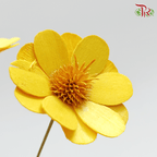 Dry Stella Luna - Yellow (Per Bunch)-Yellow-Italy-prflorist.com.my