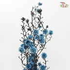 Dry Stirlingia - Blue (Per Bunch)-Blue-China-prflorist.com.my