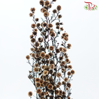 Dry Stirlingia - Brown (Per Bunch)-Brown-China-prflorist.com.my