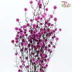 Dry Stirlingia - Cherry Pink (Per Bunch)-Cherry Pink-China-prflorist.com.my