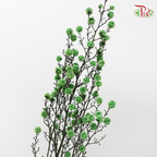 Dry Stirlingia - Green (Per Bunch)-Green-China-prflorist.com.my