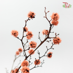 Dry Stirlingia - Orange (Per Bunch)-Orange-China-prflorist.com.my
