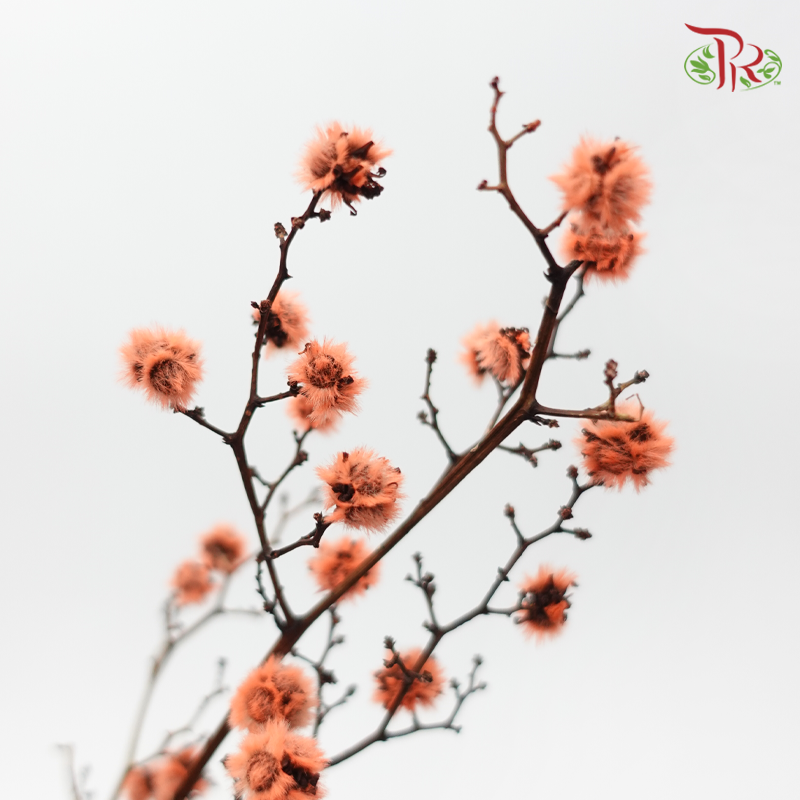 Dry Stirlingia - Orange (Per Bunch)-Orange-China-prflorist.com.my