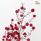 Dry Stirlingia - Red (Per Bunch)-Red-China-prflorist.com.my