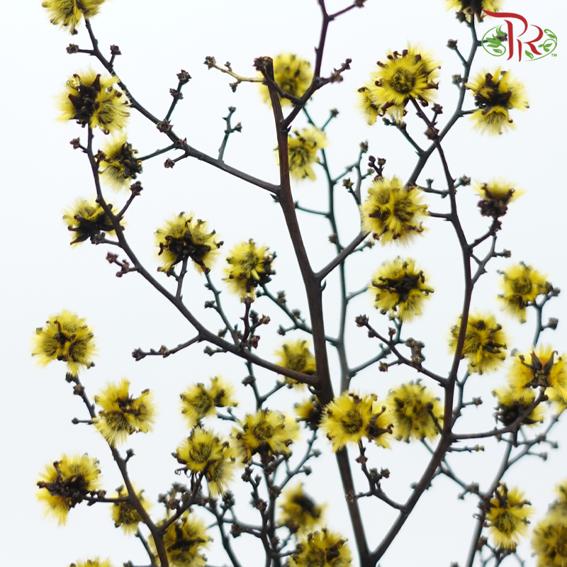Dry Stirlingia - Yellow (Per Bunch)-Yellow-China-prflorist.com.my