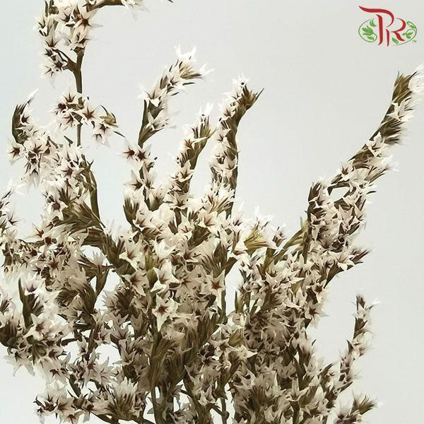 Dry Tartarica - White-White-Italy-prflorist.com.my