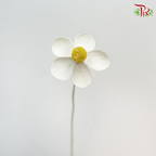 Dry Violet - White (10 Stems)-White-China-prflorist.com.my