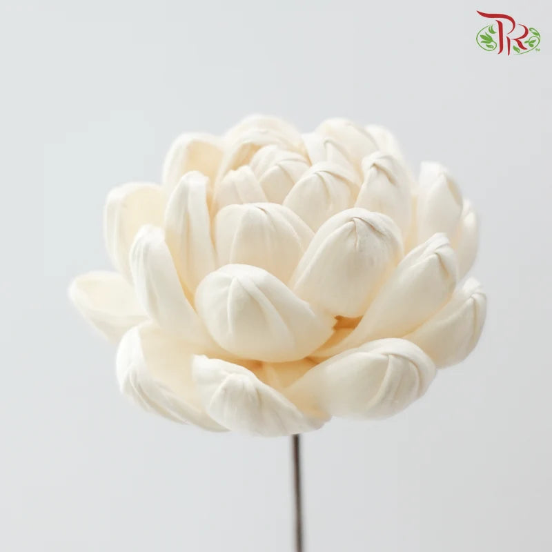 Dry Sola Wood Lotus Flower (2 stems)