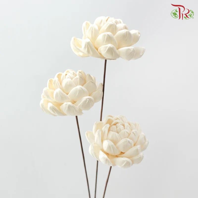 Dry Sola Wood Lotus Flower (2 stems)