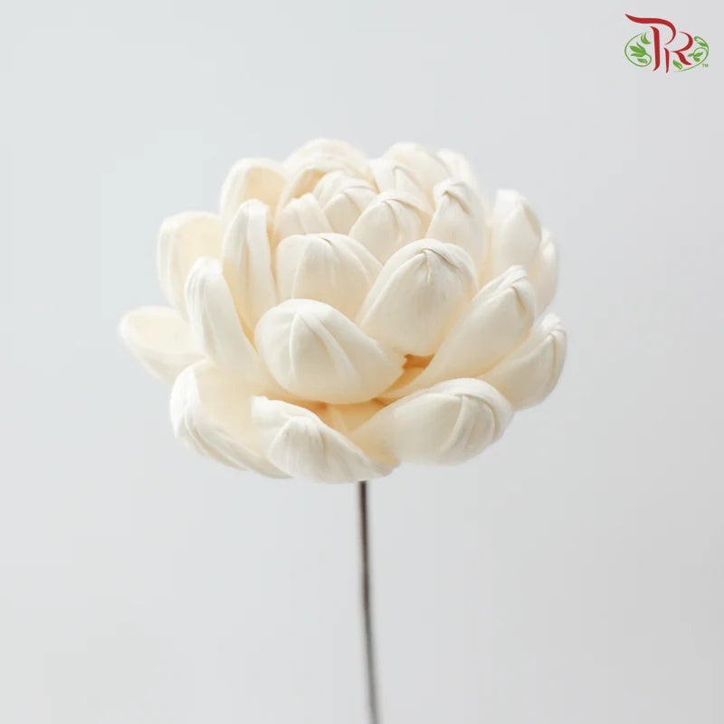 Dry Sola Wood Lotus Flower (2 stems)