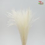 Dried Eulalia Bleached (Per Bunch) - Pudu Ria Florist