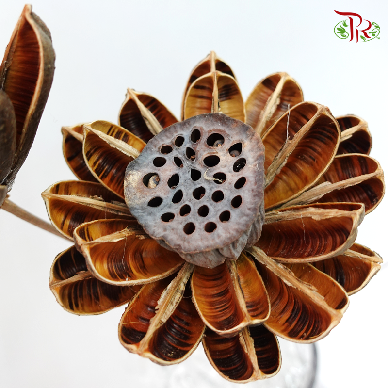 Dry Lotus Lantern - Pudu Ria Florist