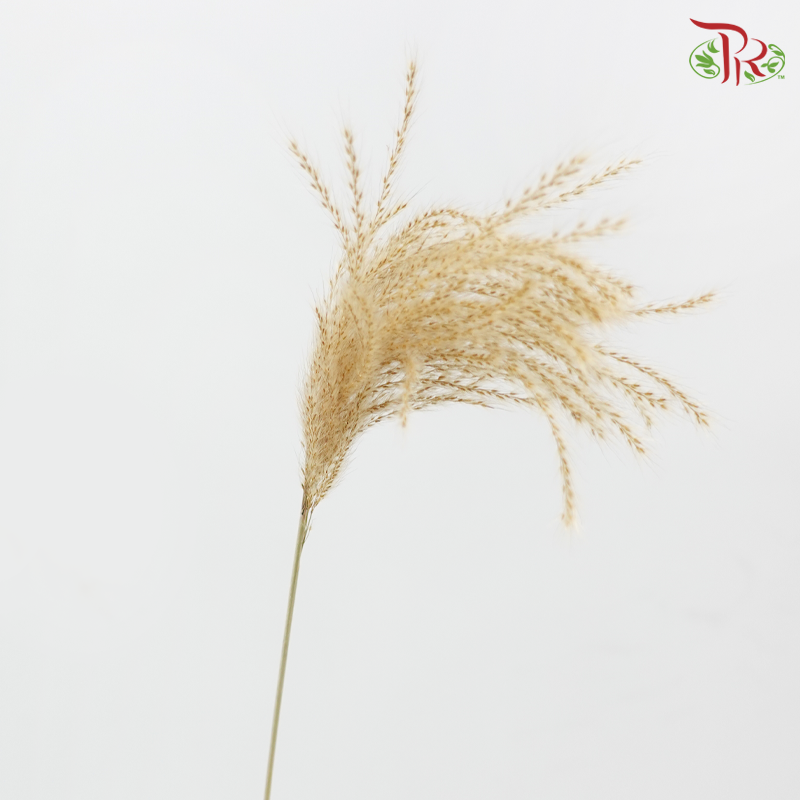 Dry Mini Pampas