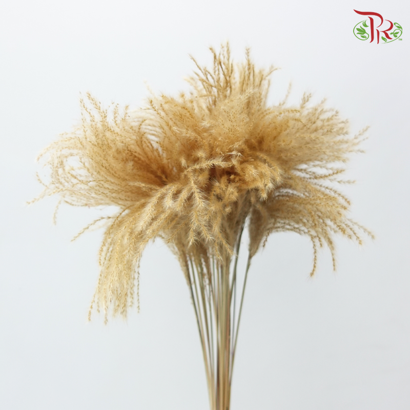 Dry Mini Pampas