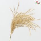 Dry Mini Pampas