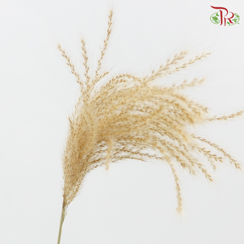 Dry Mini Pampas