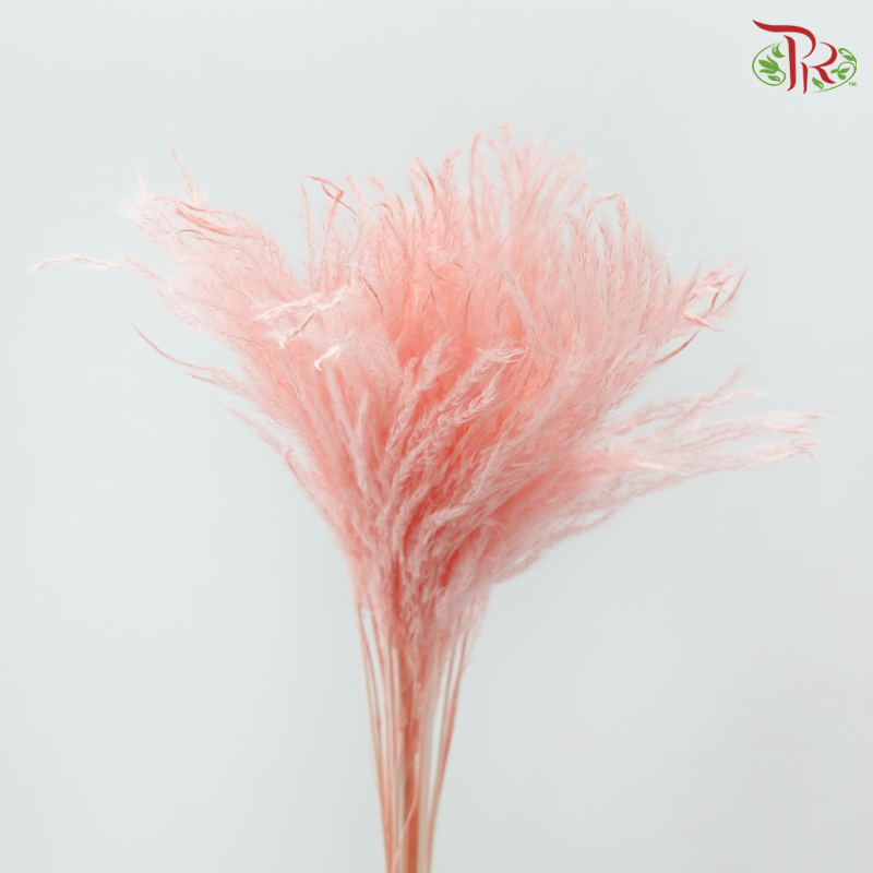 Dry Mini Pampas