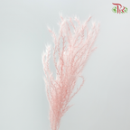 Dry Mini Pampas