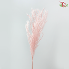 Dry Mini Pampas