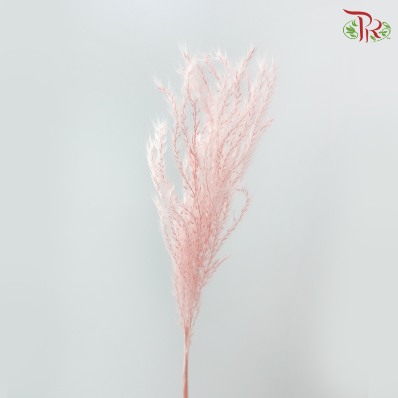 Dry Mini Pampas