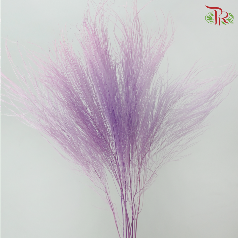 Dry Mini Pampas
