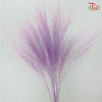 Dry Mini Pampas