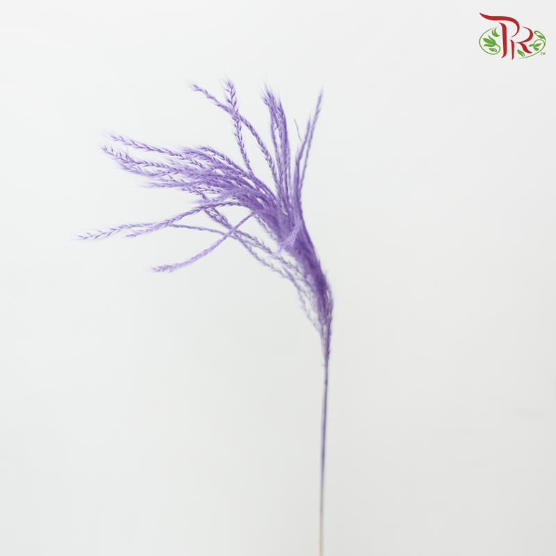 Dry Mini Pampas