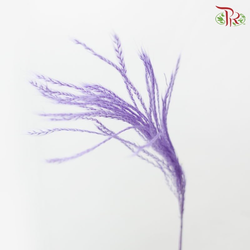 Dry Mini Pampas