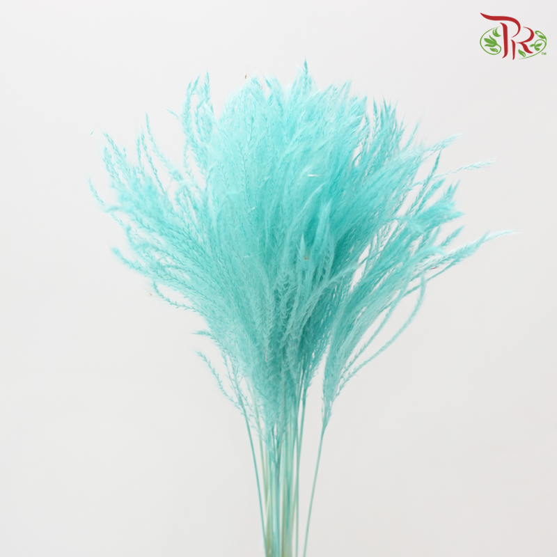 Dry Mini Pampas