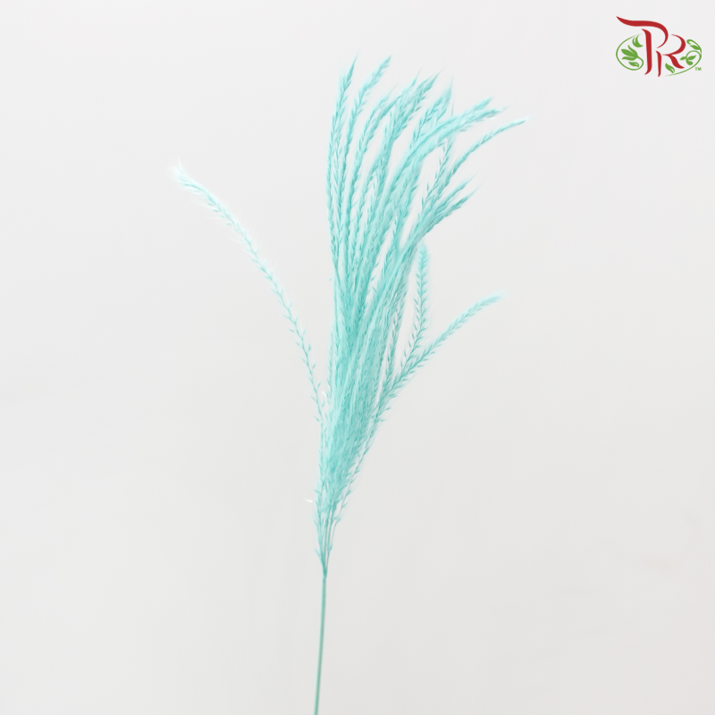 Dry Mini Pampas