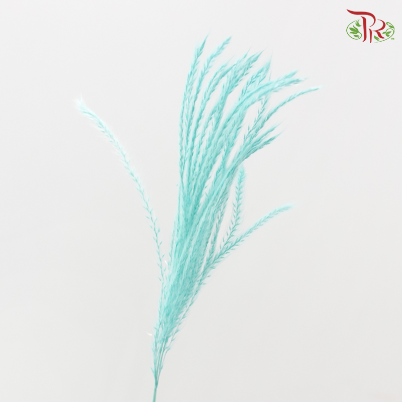 Dry Mini Pampas