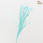 Dry Mini Pampas