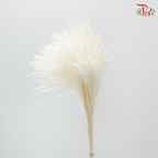 Dry Mini Pampas