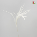 Dry Mini Pampas