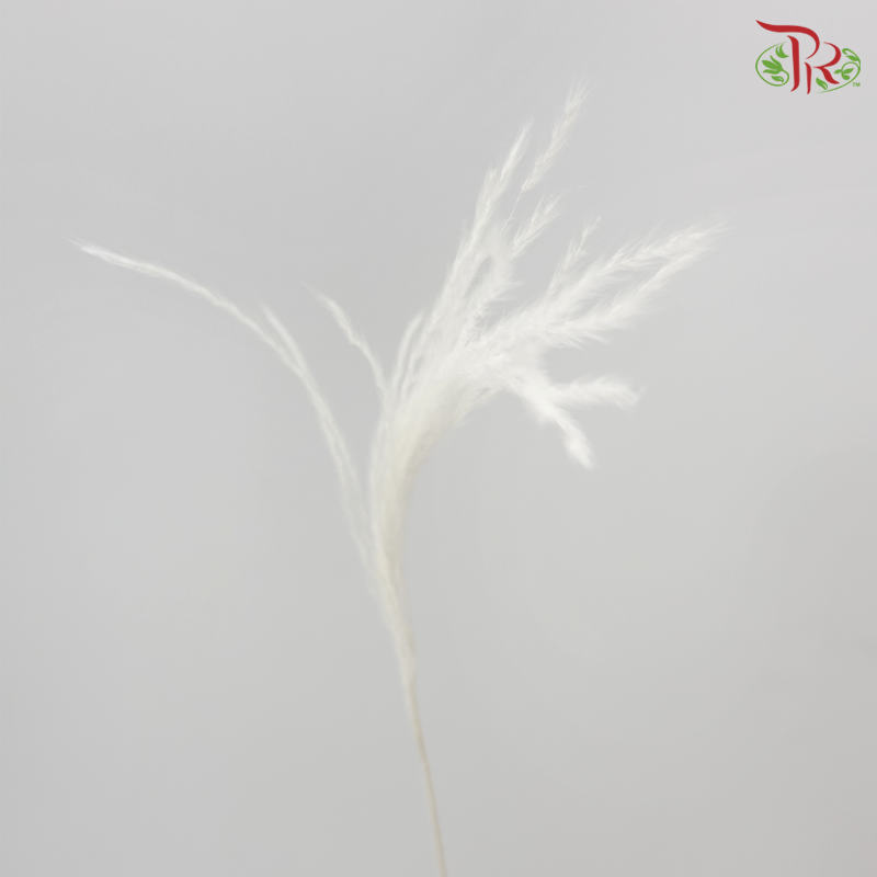 Dry Mini Pampas