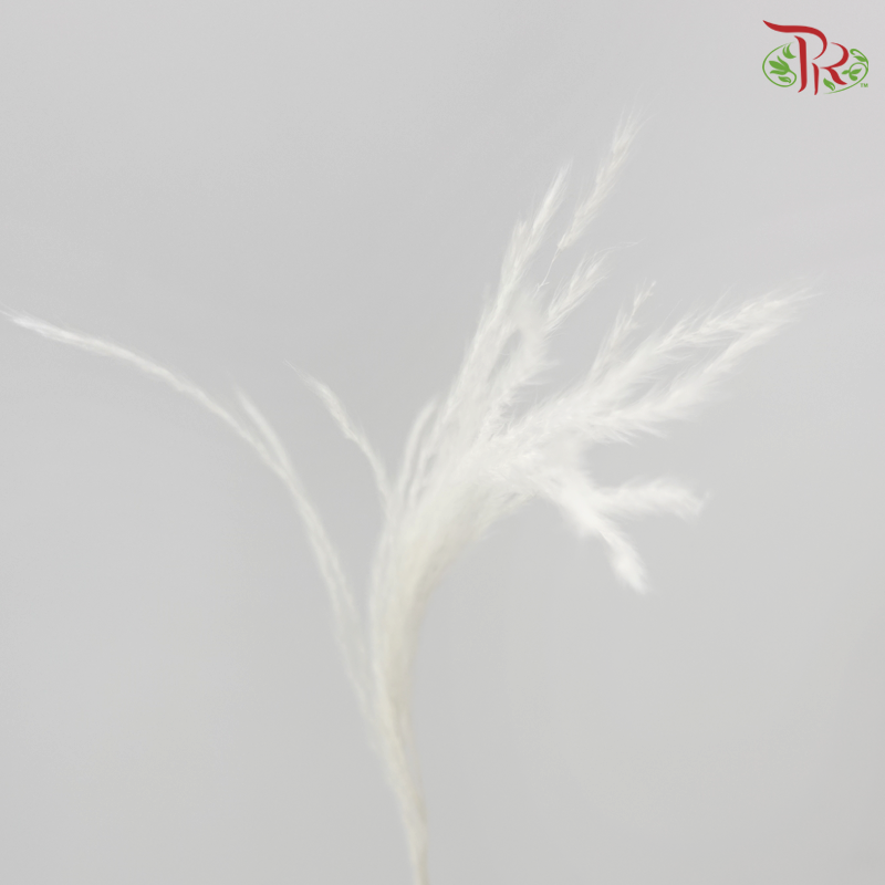 Dry Mini Pampas