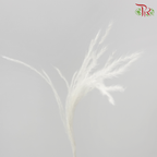 Dry Mini Pampas