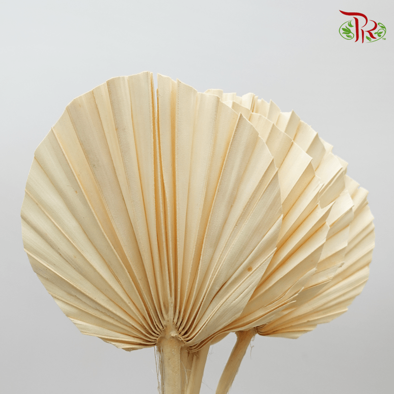 Dry Spear Palm Round Bleach 12/14- 5 Stems - Pudu Ria Florist